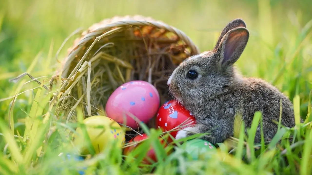 Fatos divertidos do coelho da Páscoa que você provavelmente não sabia