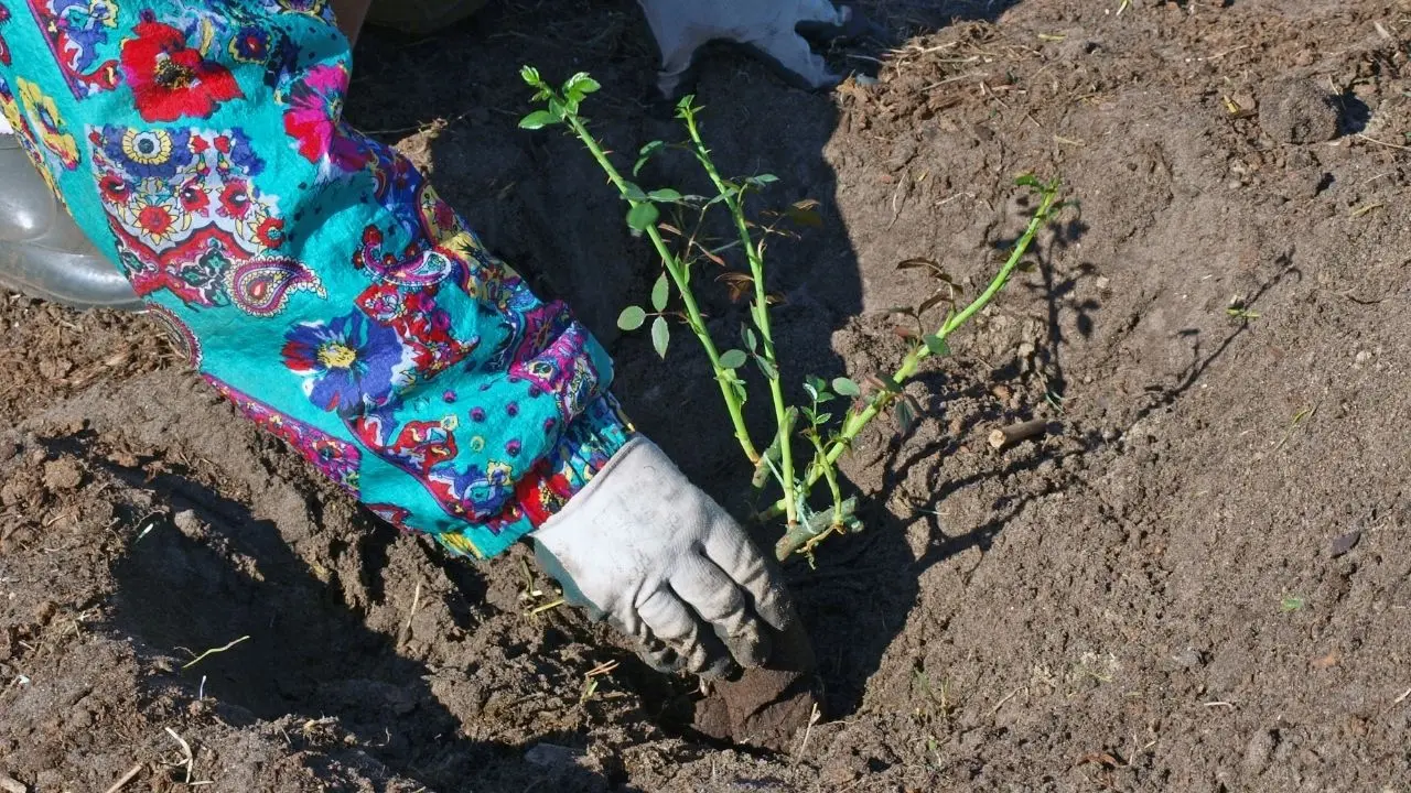 Por que a primavera é o momento ideal para plantar rosas de raiz nua