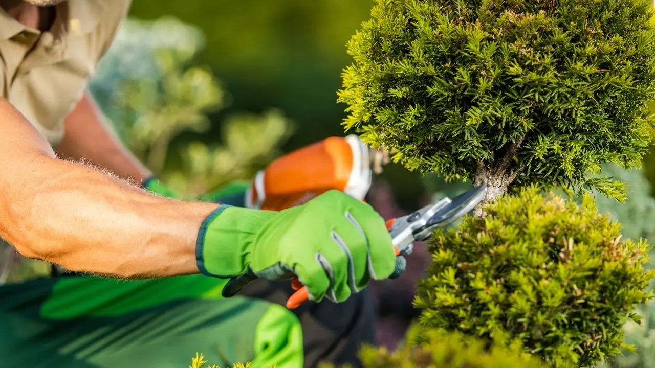 Erro comum na poda impede que arbustos floresçam na primavera