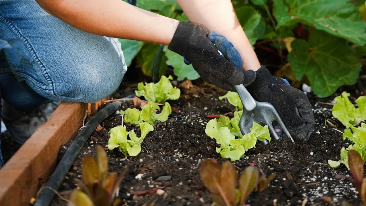 O método de jardinagem que salva espaços