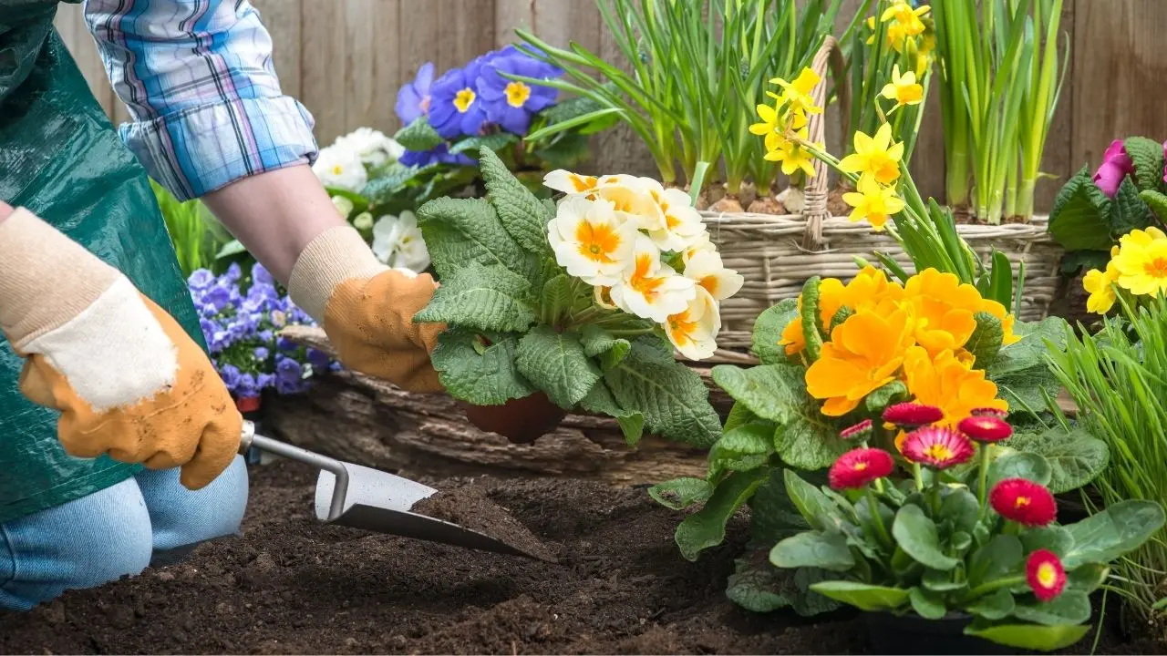Por que você deve plantar seu jardim com base na Lua